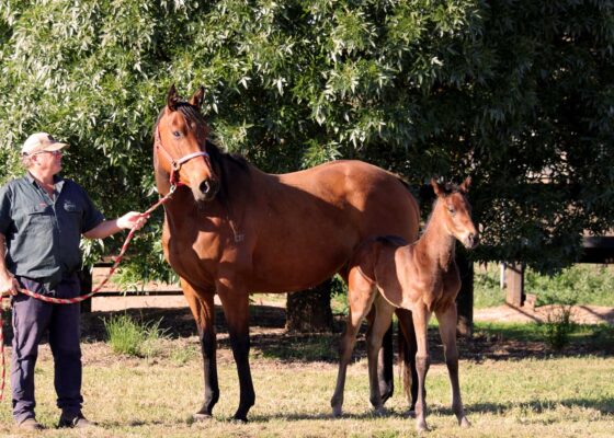 Mares and foals