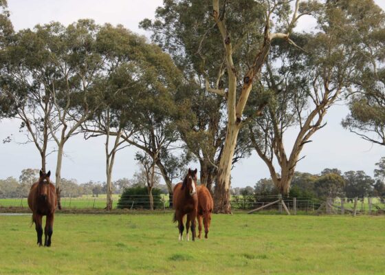 Young colts